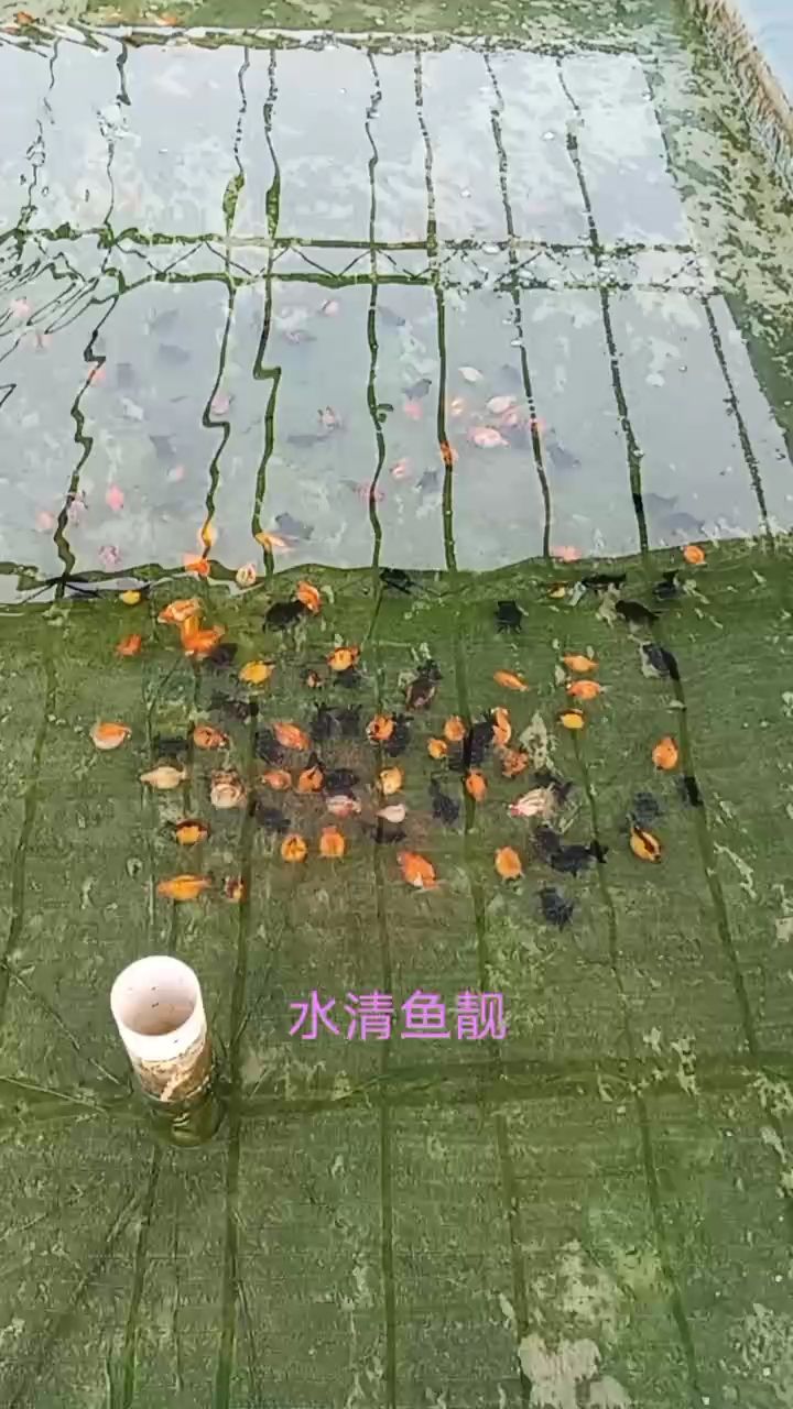 換水隨拍（漁場繁殖,nd5urgmd評論：挺多） 觀賞魚論壇