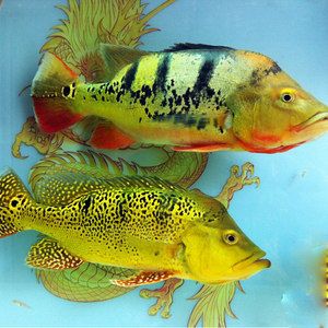 帝王三間魚(yú)可以和龍魚(yú)混養(yǎng)嗎（帝王三間魚(yú)可以和龍魚(yú)混養(yǎng)，但是混養(yǎng)時(shí)需要注意以下幾點(diǎn)） 魚(yú)缸風(fēng)水 第2張