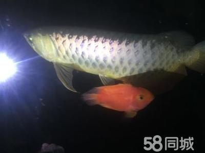 古典金龍魚適宜的水（古典金龍魚水溫調(diào)節(jié)技巧） 魚缸風(fēng)水 第2張