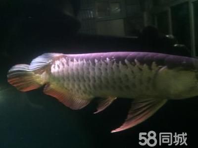 古典金龍魚(yú)適宜的水（古典金龍魚(yú)水溫調(diào)節(jié)技巧） 魚(yú)缸風(fēng)水 第4張