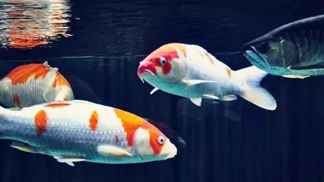 凍魚直接喂龍魚可以嗎（凍魚可以直接喂龍魚嗎？） 魚缸風水