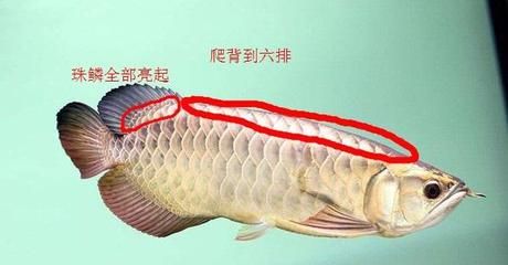 定龍魚(yú)線質(zhì)量怎么樣（定龍魚(yú)線的價(jià)格范圍） 魚(yú)缸風(fēng)水 第3張