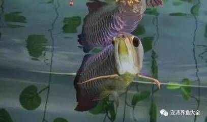 多久喂龍魚吃一次甲魚好（多久喂龍魚吃一次甲魚好，龍魚的食性差異如何判斷） 魚缸風(fēng)水 第4張