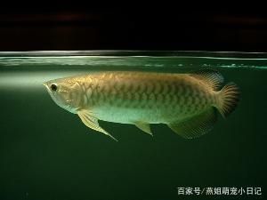 點星龍魚多少錢一條（星點龍魚價格是多少） 魚缸風水 第3張