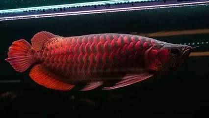 購(gòu)買龍魚商家提供什么資料（購(gòu)買龍魚時(shí)的售后服務(wù)內(nèi)容是什么） 魚缸風(fēng)水 第2張