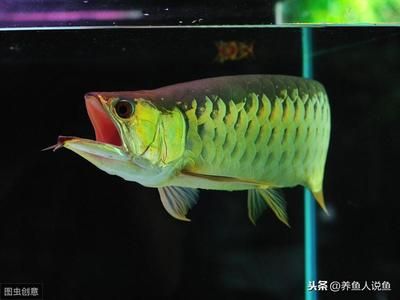 跟媳婦一起養(yǎng)龍魚的說說（和媳婦一起養(yǎng)龍魚的一些經(jīng)驗） 魚缸風水 第4張