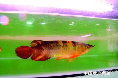 觀賞金龍魚 品種（如何挑選高品種金龍魚） 魚缸風(fēng)水 第2張