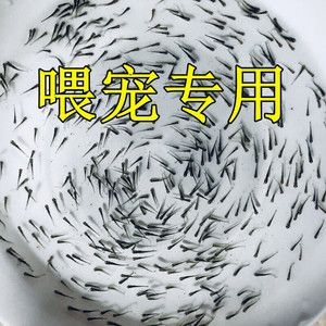 給龍魚買的飼料魚怎么存放（龍魚飼料魚的儲存方法） 魚缸風水 第3張