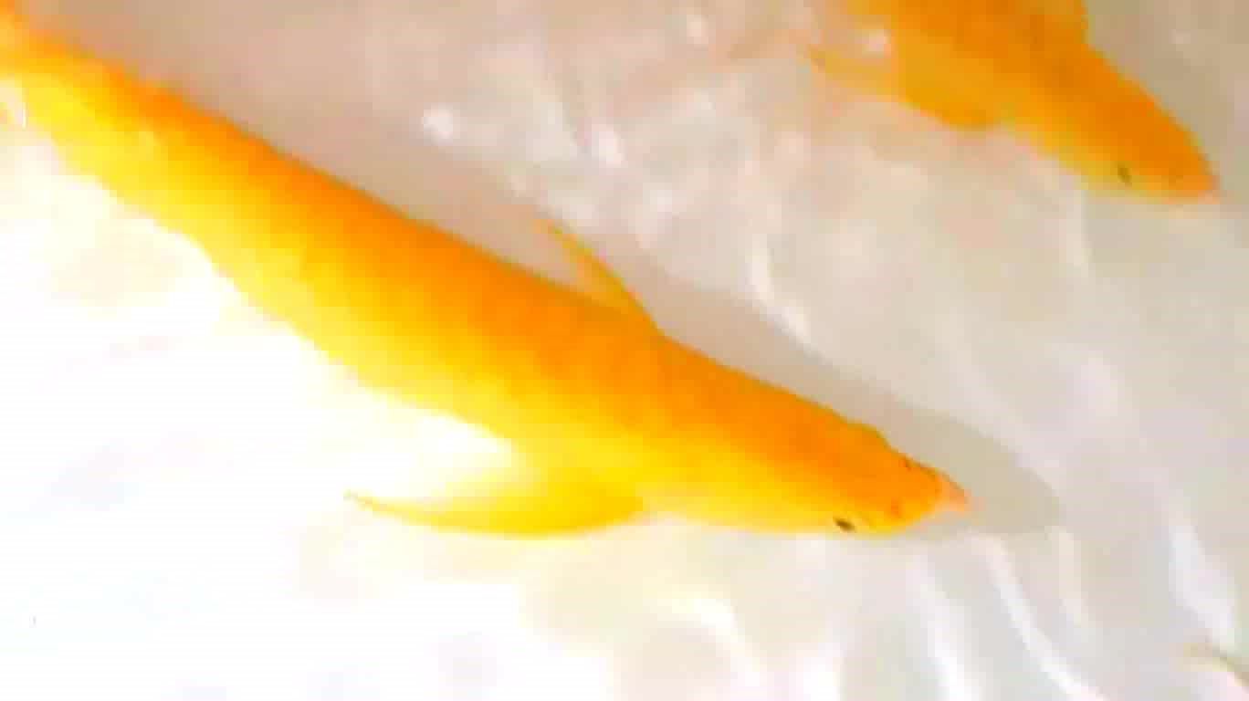 觀賞黃龍魚（黃龍魚是一種具有觀賞價值的熱帶觀賞價值的熱帶海洋魚類） 魚缸風水 第5張