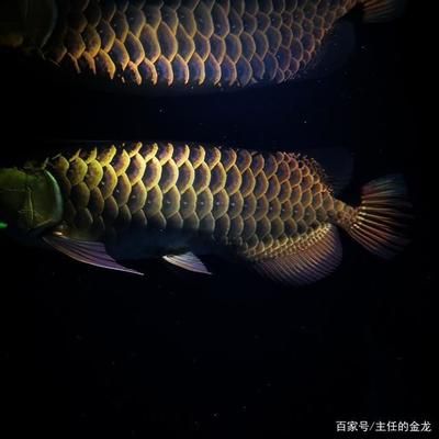 類似于龍魚的小型魚有哪些（關(guān)于小型觀賞魚的一些問題） 水族問答 第5張