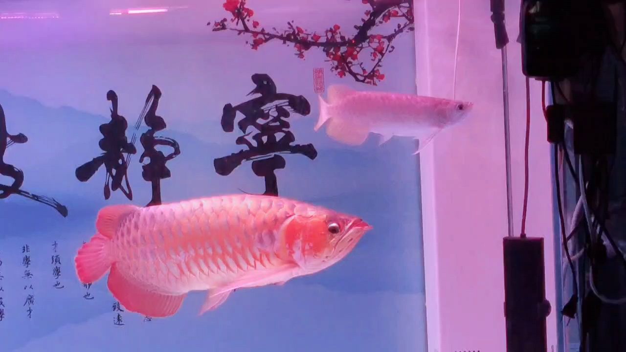 紅龍魚(yú)（紫嫣,諸葛非評(píng)論：漂亮,魚(yú)樂(lè)世界cyl評(píng)論很好）