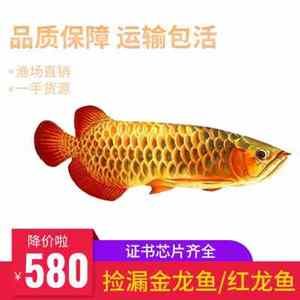 古典龍魚多大可以朱鱗亮完（古典金龍魚珠鱗亮完的標(biāo)準(zhǔn)是什么？） 魚缸風(fēng)水 第5張