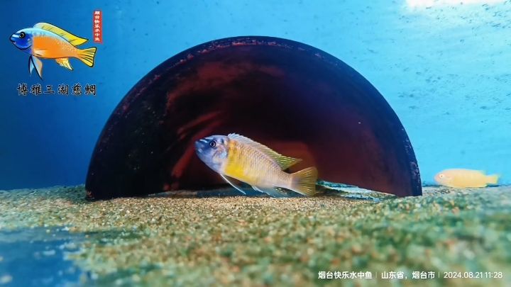 卡丑MC極品小公魚(yú)（尺寸8+的卡丑mc小公魚(yú)）