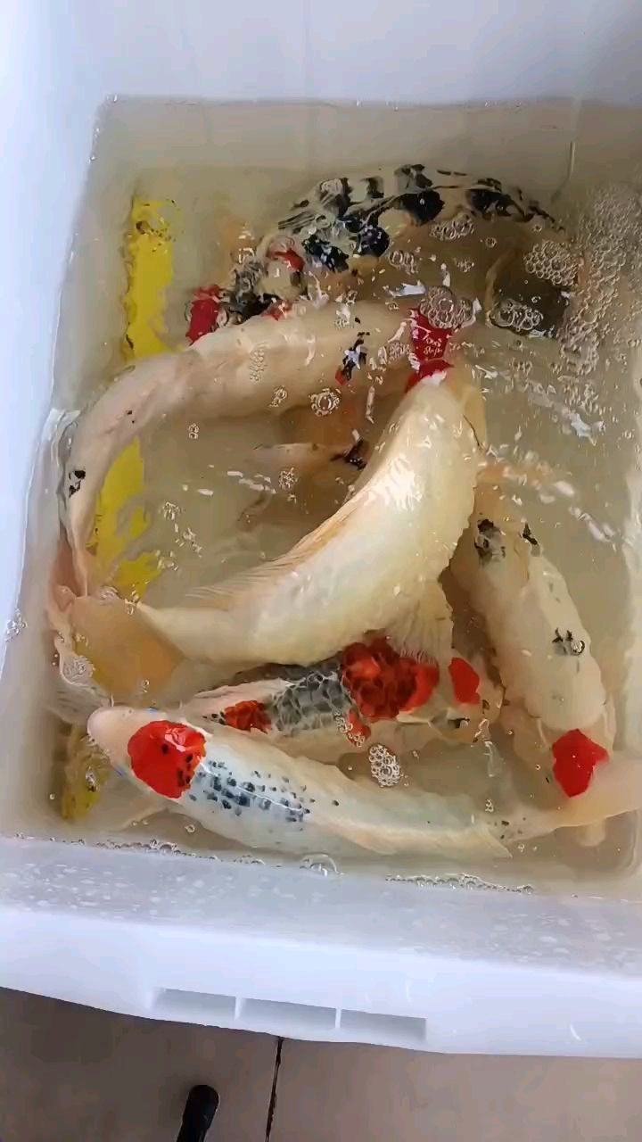 低價(jià)打包6條大丹頂錦鯉（6條丹頂松月，尺寸40-50之間） 觀賞魚論壇