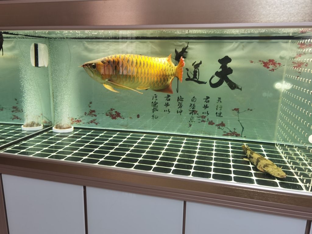 武陵區(qū)偉奕水族館（常德市武陵區(qū)偉奕水族館） 觀賞魚(yú)論壇