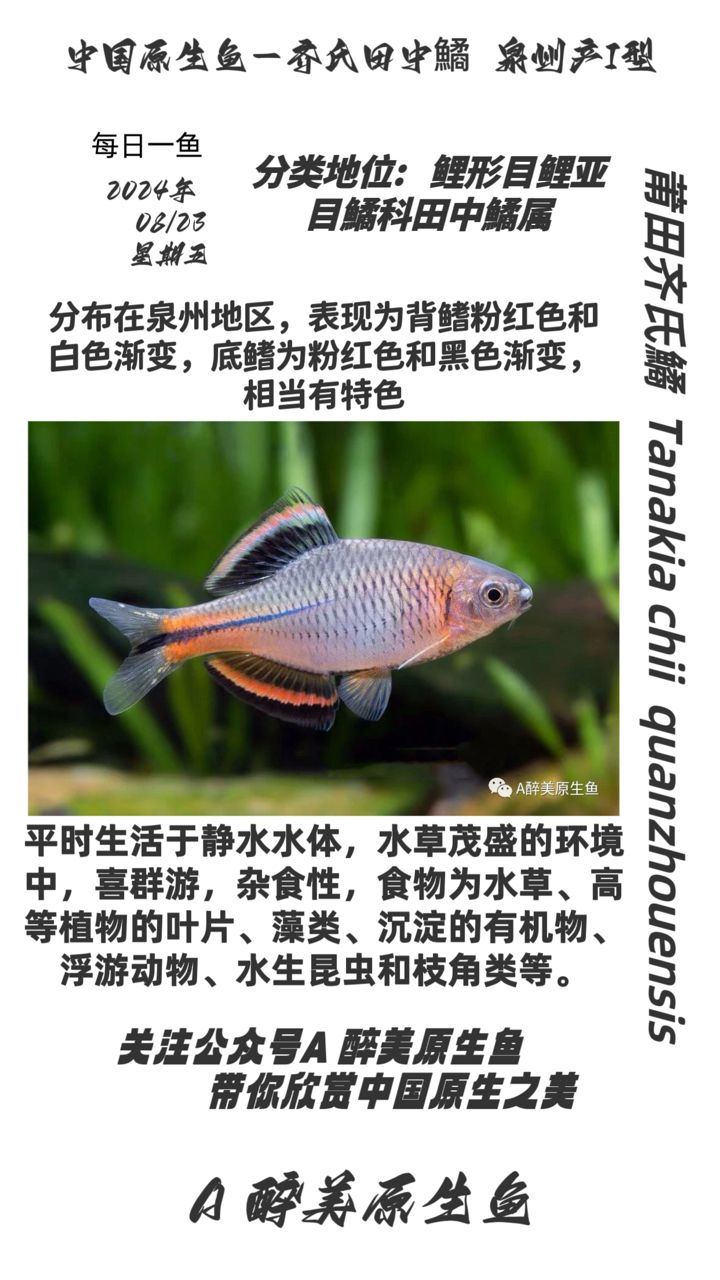 泉州齊氏鱊（第一款,五子登科評(píng)論：好） 觀賞魚(yú)論壇