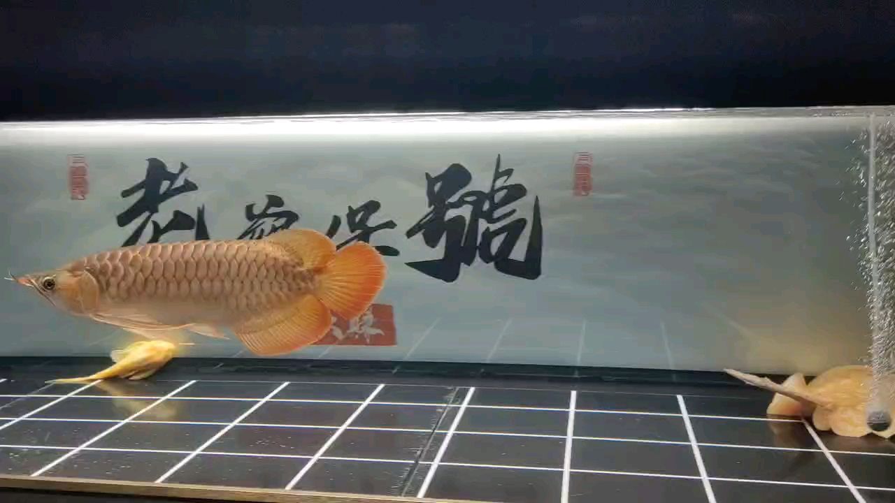 這游動的感覺，就一個字，舒服（宇哥6519評論：這是啥魚,炭燒海蛞蝓評論：這是啥魚） 觀賞魚論壇