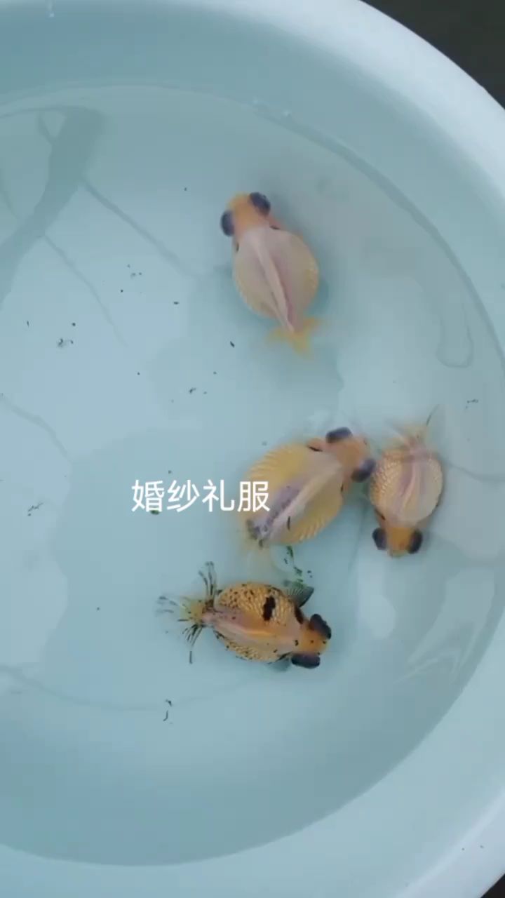 龍珠（婚紗禮服,蜜糖六六評論：早[需手動填充]） 觀賞魚論壇