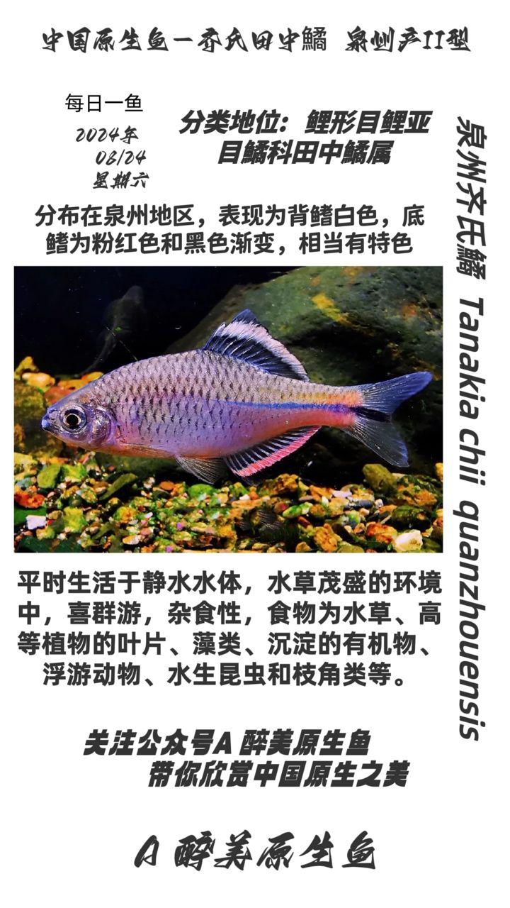 泉州齊齊鱊（白泉州[CLS]白泉州） 觀賞魚(yú)論壇