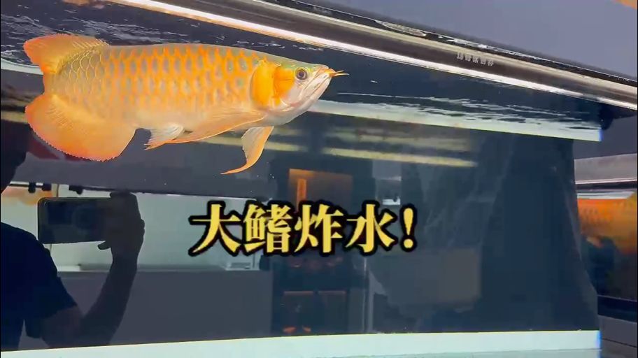 大鰭炸水（超大自然胸鰭，這種就好看，飄逸不生硬!） 觀賞魚(yú)論壇