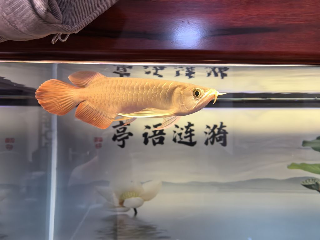 堅(jiān)持愛(ài)好！滿月了（開(kāi)心過(guò)好每一天） 觀賞魚(yú)論壇 第1張