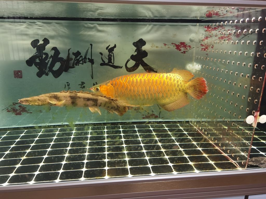 南關(guān)區(qū)德龍茶城碧彩水族用品經(jīng)銷(xiāo)處（南關(guān)區(qū)德龍茶城碧彩水族用品經(jīng)銷(xiāo)處詳細(xì)介紹） 觀賞魚(yú)論壇