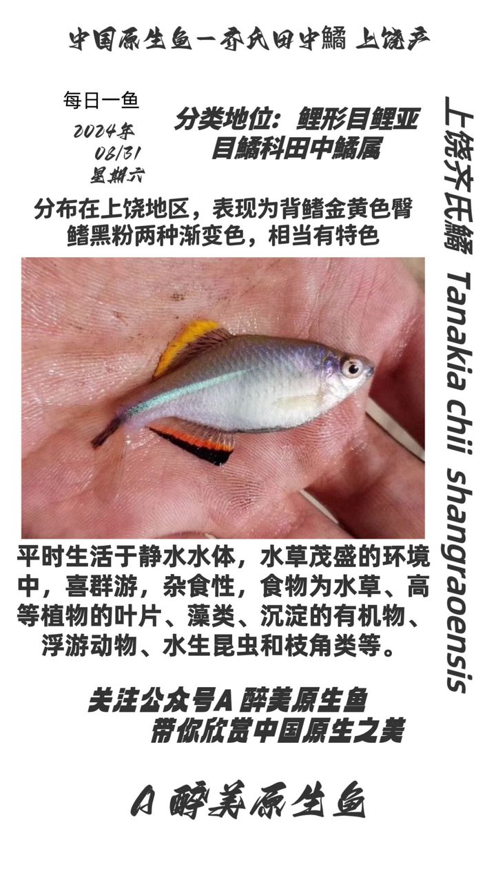 上饒齊氏鱊（上饒地區(qū)） 觀賞魚(yú)論壇