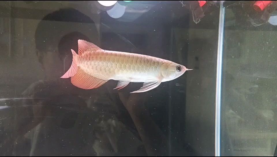 新入缸小龍魚，能算上中品嗎（昨天新入缸一條小龍） 觀賞魚論壇