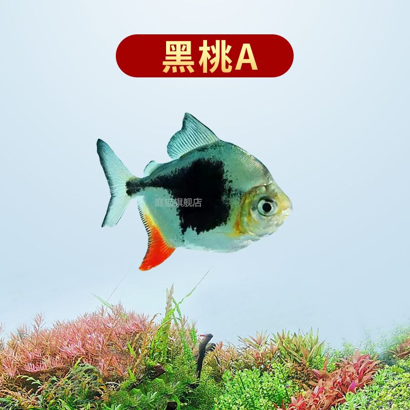 黑桃A和龍魚(yú)混養(yǎng)注意事項(xiàng)（黑桃a銀板魚(yú)和龍魚(yú)混養(yǎng)技術(shù)）