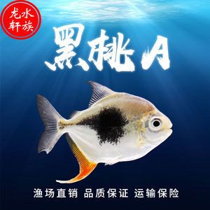 黑桃A和龍魚(yú)混養(yǎng)注意事項(xiàng)（黑桃a銀板魚(yú)和龍魚(yú)混養(yǎng)技術(shù)）