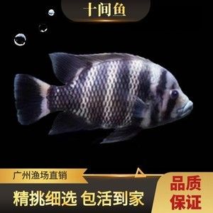 廣州最大龍魚漁場(chǎng)（廣州呈千祥龍魚漁場(chǎng)排名廣州呈千祥龍魚漁場(chǎng)、祥龍魚場(chǎng)）