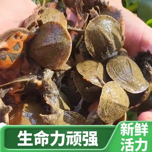 廣州同和街道龍魚批發(fā)市場(chǎng)怎么走（廣州同和街道龍魚批發(fā)市場(chǎng)） 龍魚百科 第1張