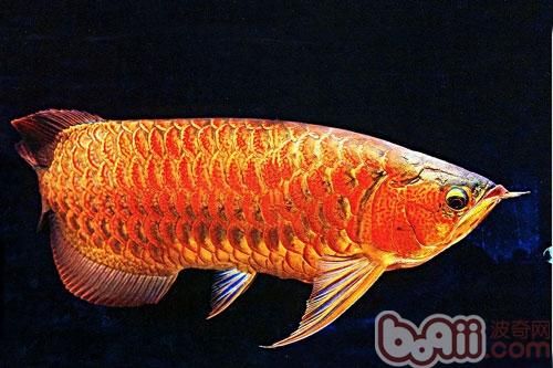 河邊里的土龍魚(yú)（土龍魚(yú)是什么） 龍魚(yú)百科 第3張