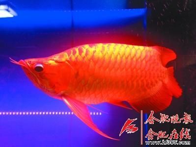 合肥哪有龍魚賣的（合肥賣龍魚的商家信息） 龍魚百科 第1張