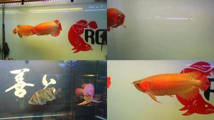 紅金龍魚什么時(shí)候變紅（紅金龍魚發(fā)色緩慢的原因） 龍魚百科 第3張