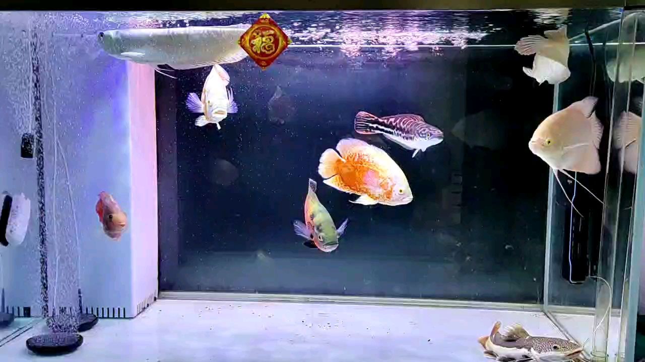 混養(yǎng)（我這缸魚(yú)的配色還行哈） 觀賞魚(yú)論壇