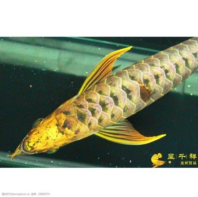 哈密市祥龍魚長（哈密市祥龍魚長品種介紹哈密市祥龍魚長的具體介紹） 龍魚百科 第1張