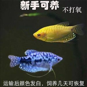 紅寶石魚(yú)和曼龍魚(yú)可以一起養(yǎng)嗎（曼龍魚(yú)和紅寶石魚(yú)混養(yǎng)的注意事項(xiàng)）