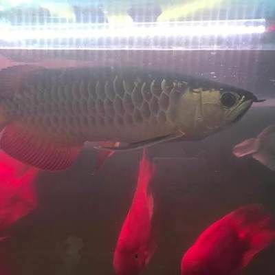 黑背金龍魚50公分多少錢（黑背金龍魚50公分價格） 龍魚百科 第1張