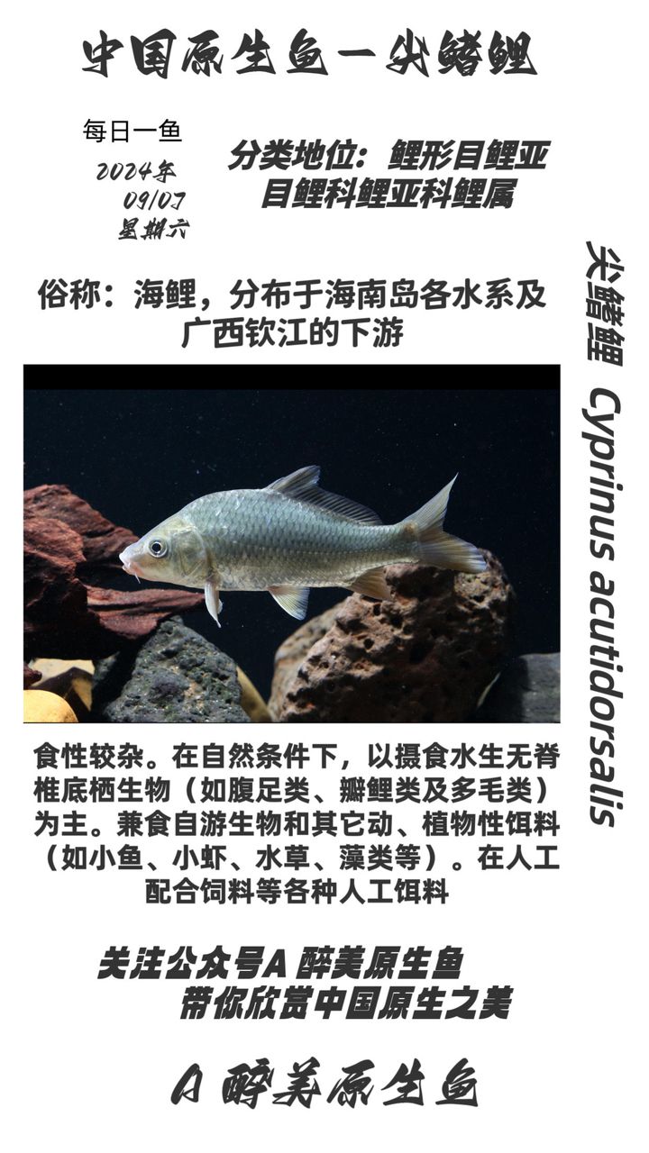 尖鰭鯉（廣西海南特有） 觀賞魚(yú)論壇