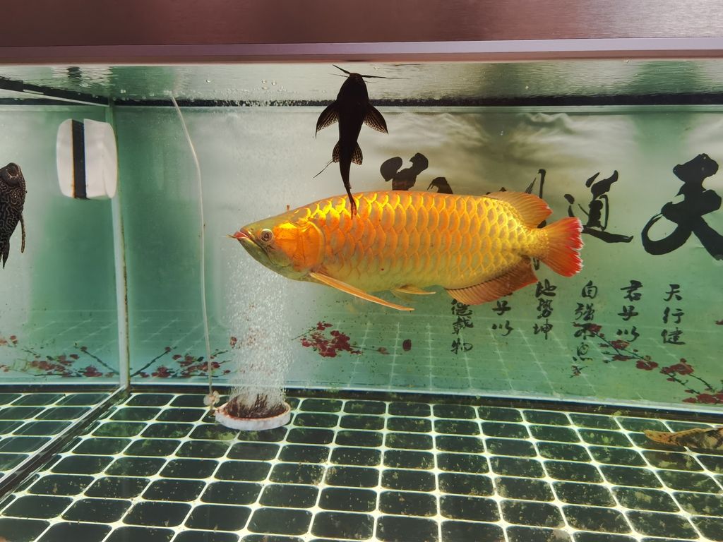 好友水族分店（好友水族分店詳細介紹,經(jīng)營產(chǎn)品：觀賞魚、魚糧、生態(tài)魚缸、水草零售） 觀賞魚論壇