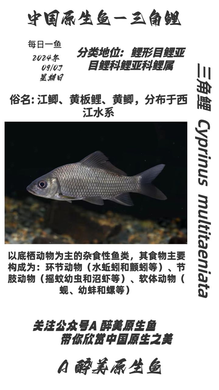 三角鯉（兩廣特有） 觀賞魚論壇