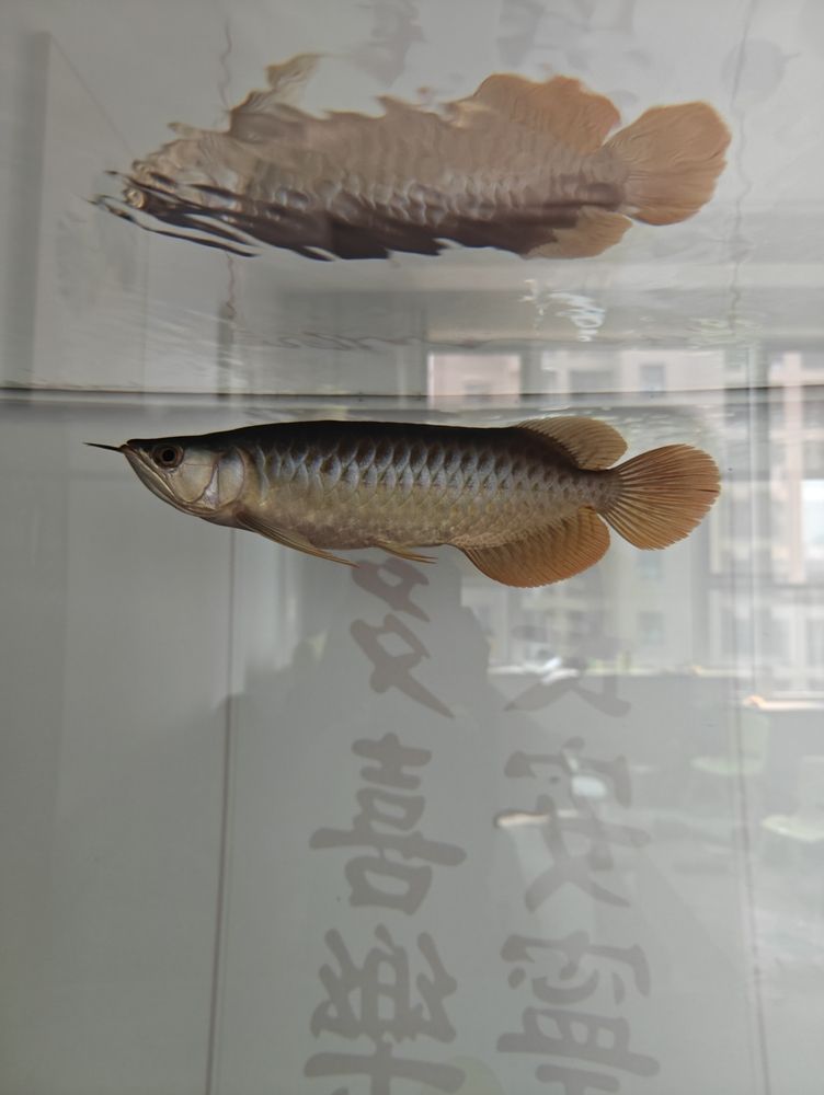 金龍魚和什么混養(yǎng)好（混養(yǎng)金龍魚的注意事項(xiàng)） 觀賞魚論壇 第1張