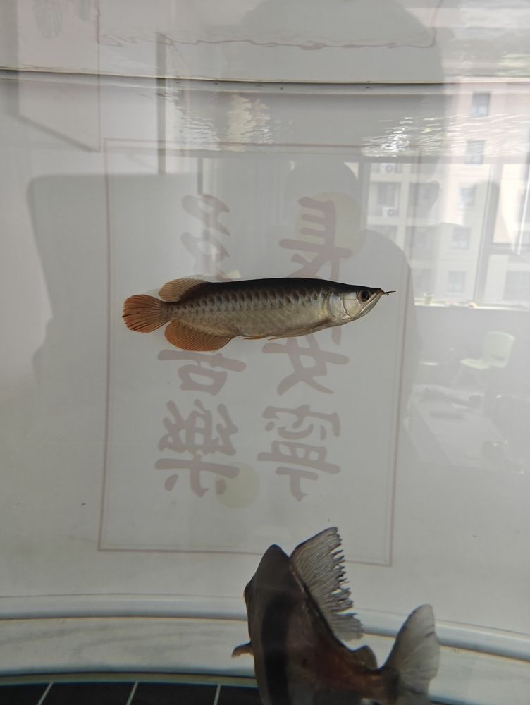 金龍魚和什么混養(yǎng)好（混養(yǎng)金龍魚的注意事項(xiàng)） 觀賞魚論壇 第3張