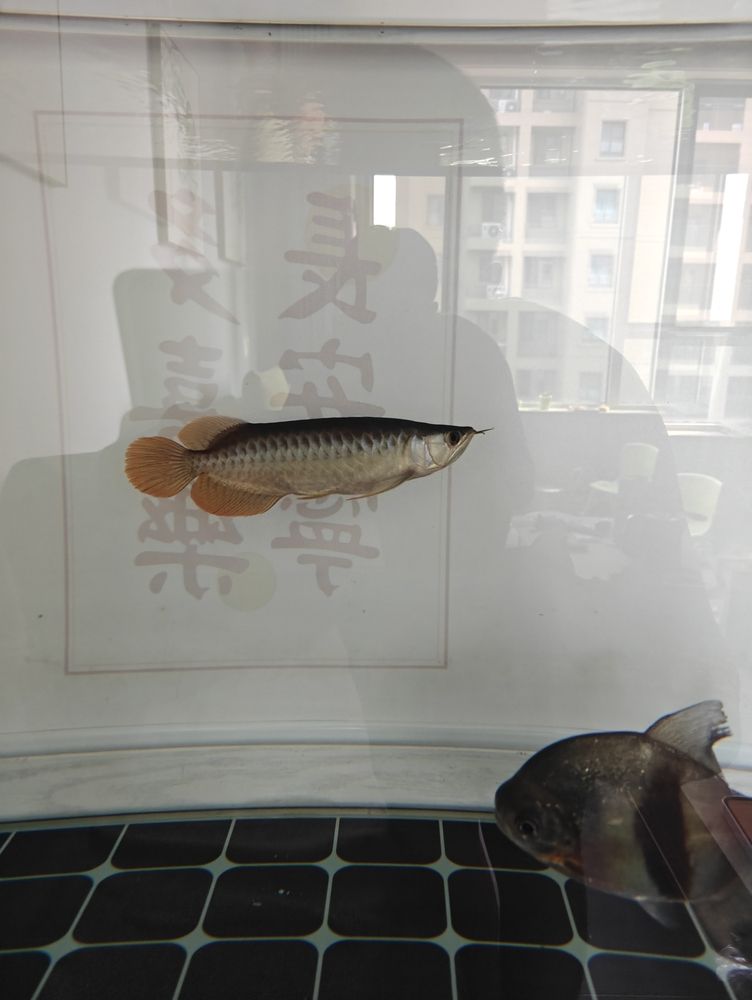 金龍魚和什么混養(yǎng)好（混養(yǎng)金龍魚的注意事項(xiàng)） 觀賞魚論壇 第4張