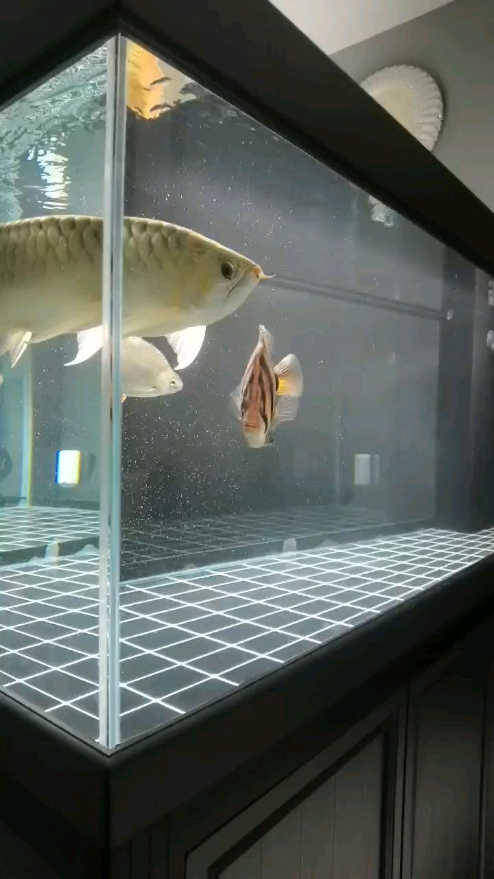 新民市柳河溝鎮(zhèn)魚戀水族用品店（新民市柳河溝鎮(zhèn)魚戀水族用品店詳細(xì)介紹） 全國(guó)觀賞魚市場(chǎng)