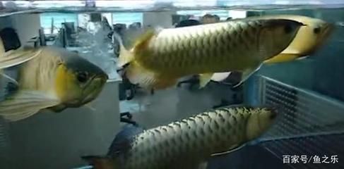 雷龍魚增色飼料怎么配制（配制雷龍魚增色飼料時，有哪些常見的錯誤需要避免？） 水族問答