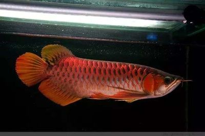 長沙市雨花區(qū)阿輝水族館（長沙市阿輝水族館） 全國觀賞魚市場