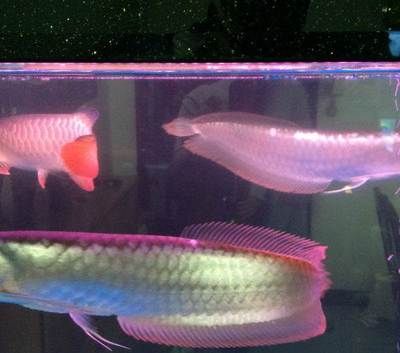 饒平縣金昂水族貿(mào)易商行（潮州饒平縣金昂水族貿(mào)易商行） 全國(guó)觀賞魚(yú)市場(chǎng)