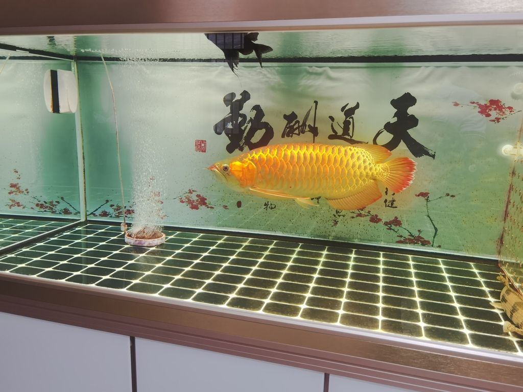 南京市浦口區(qū)欣鑫水族館（南京市浦口區(qū)欣鑫水族館經(jīng)營產(chǎn)品：觀賞魚、魚飼料、水族箱及配件、水族器材銷售）